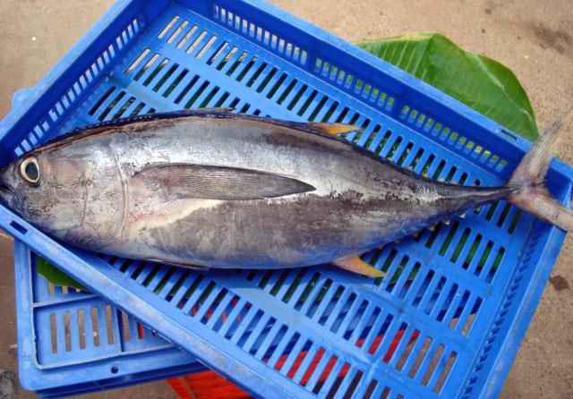Frozen Yellowfin Tuna Whole - Image 2