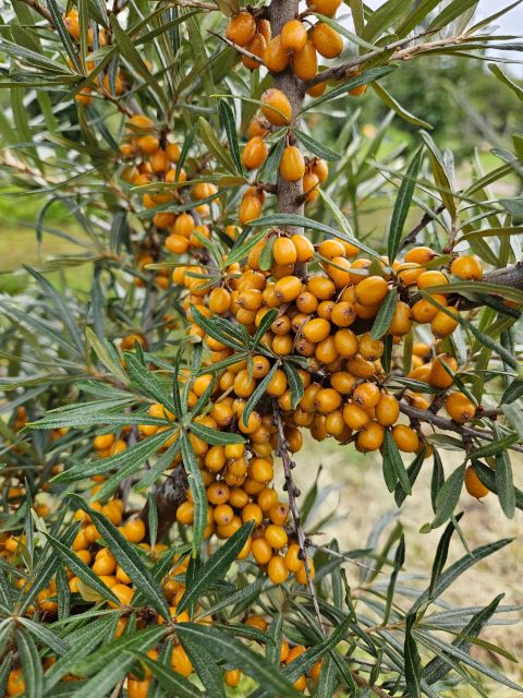 Seabuckthorn Berries and Juice Products