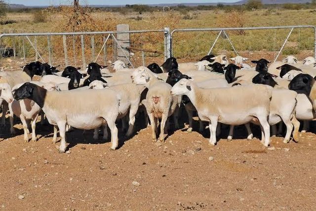 Black Head Dorper Sheep grazing