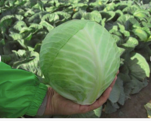 Fresh Cabbage