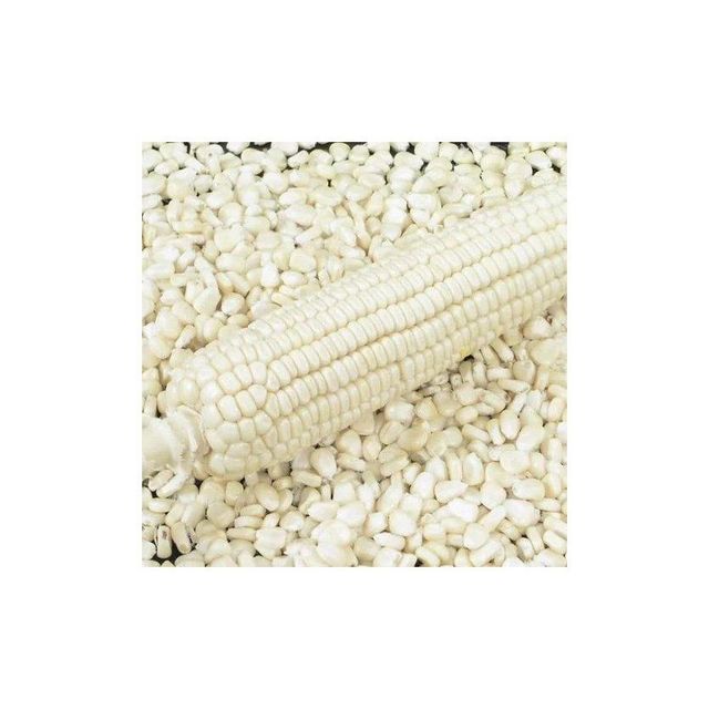 White Maize Image 3