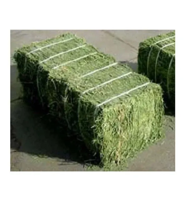 Alfalfa Pellets Feed for Horses