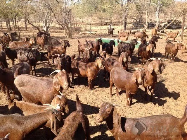 Kalahari goat grazing in natural environment