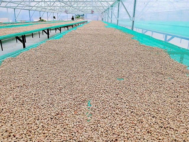 Fresh Robusta coffee cherries on branch