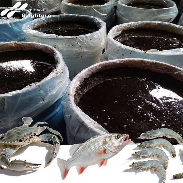 Squid Product Image 1