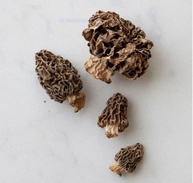 Morel Mushroom - Healthy Food Product