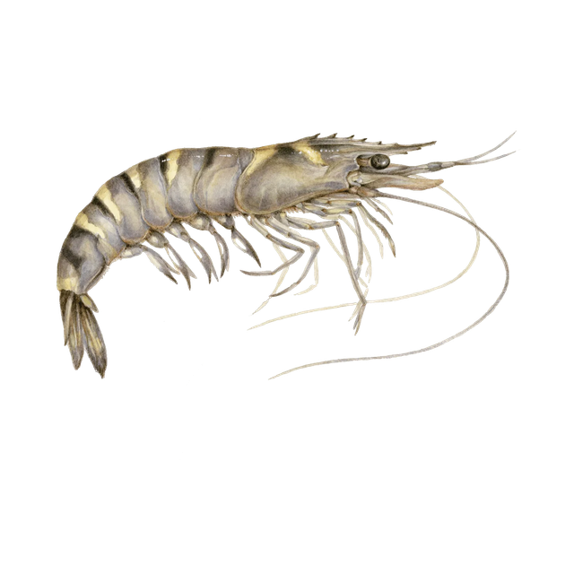 Fresh Giant Prawn