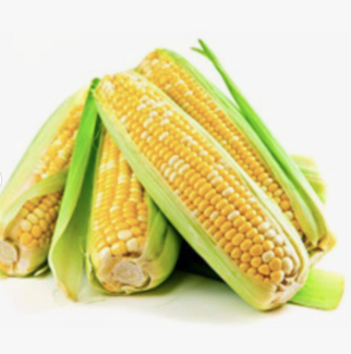 Yellow Corn for Human Consumption