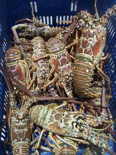 Frozen Whole Lobster