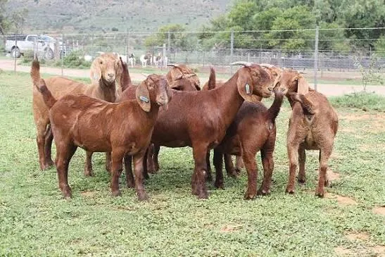 Close-up of Dorper sheep