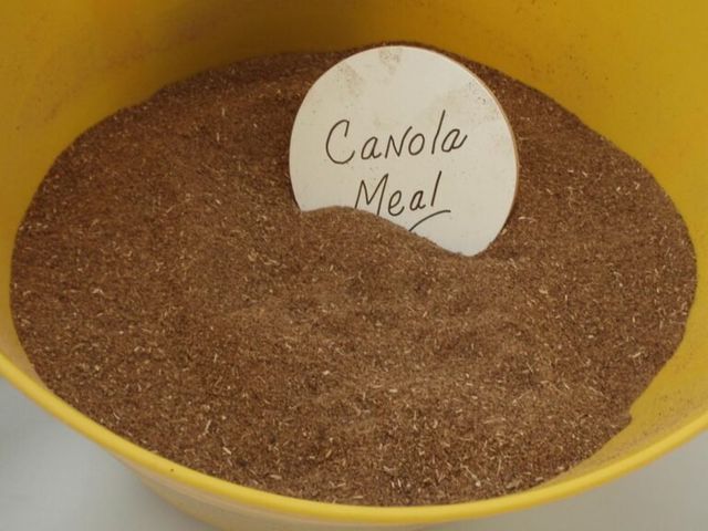 Canola Meal Raw