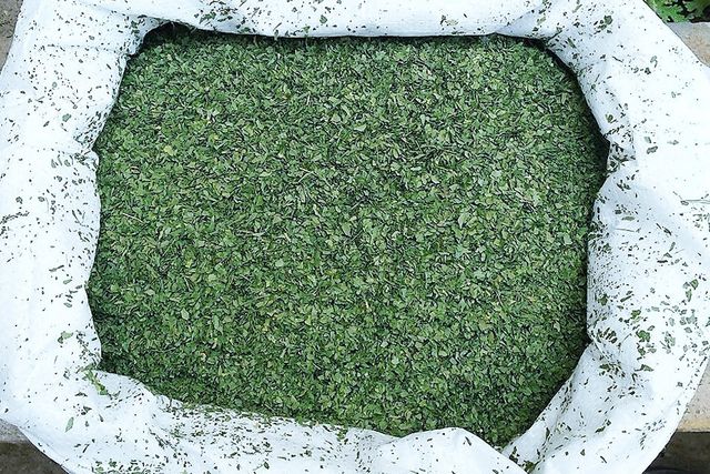 Premium Dried Parsley Leaves