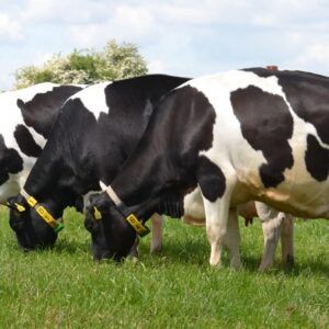 Africa Holstein Cow