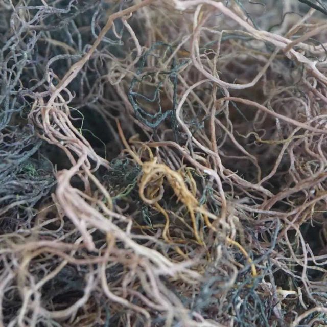 Dried Gracilaria Seaweed