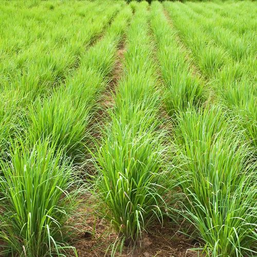 Lemongrass Product Image