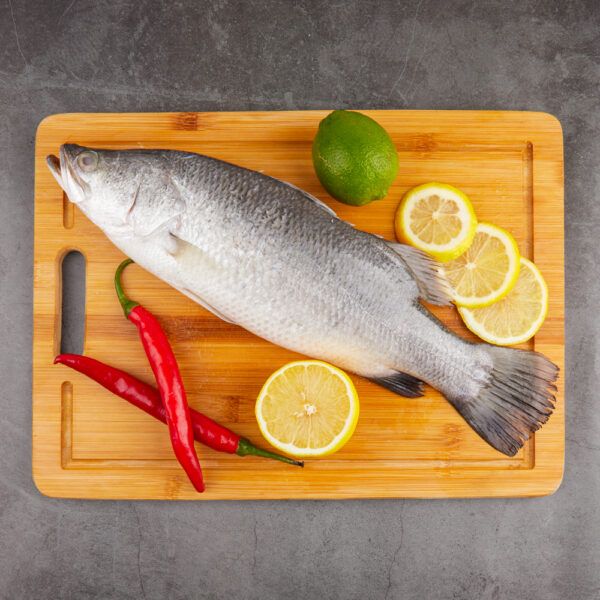 Barramundi Fish