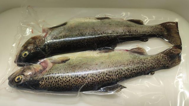 Frozen Trout Image 2