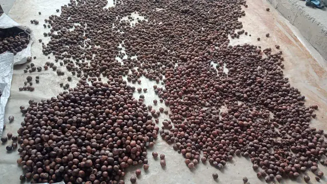 Dried Nutmeg Beans