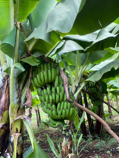 Dwarf Cavendish Bananas