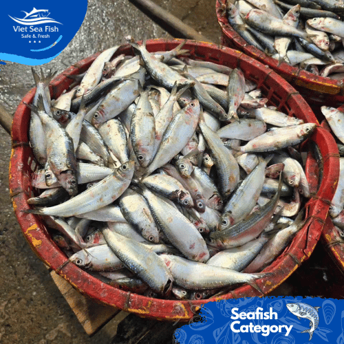 Sardine Fish Product 2