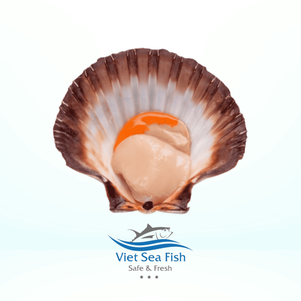Scallops Shell Product 1