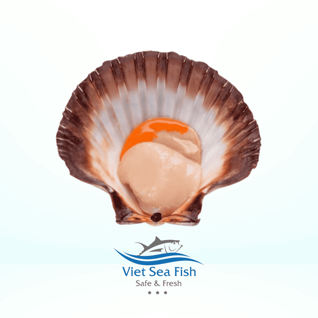 Scallops Shell Product Image 2