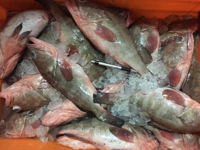 Frozen Grouper Export Packaging