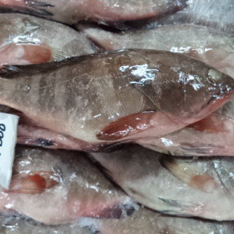 High Quality Frozen Grouper
