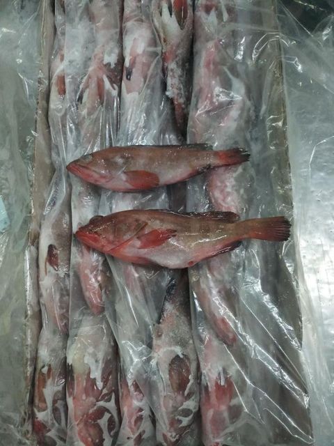 Frozen Grouper Fish