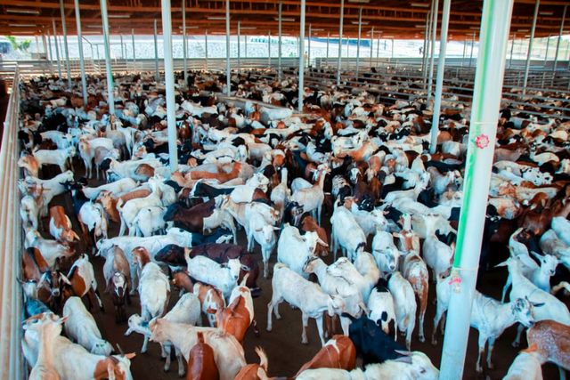 Goat Meat Package