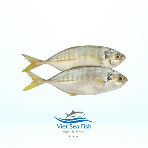 Yellow Scad Fish