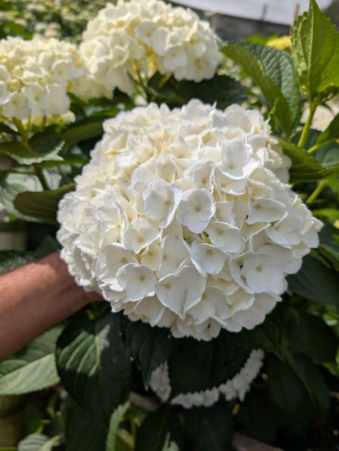Hydrangea 2