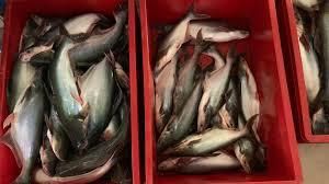 Pangasius Product 1