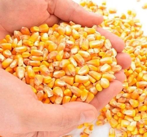 Corn Meal