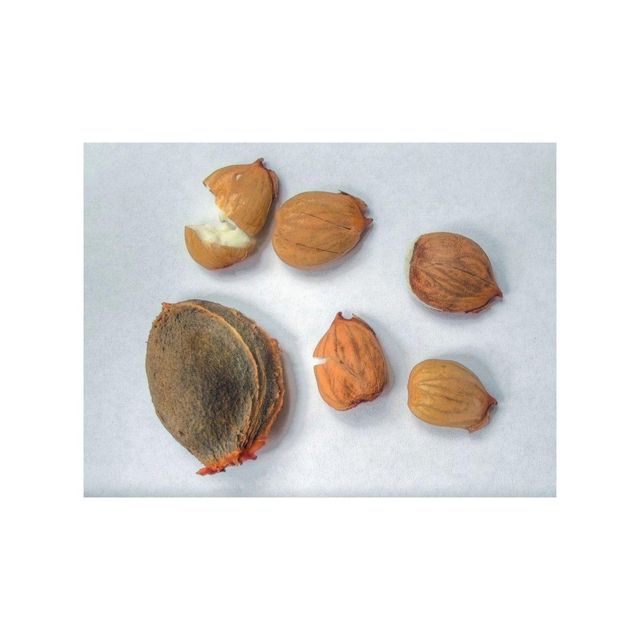 Apricot Kernel - Fresh and Natural