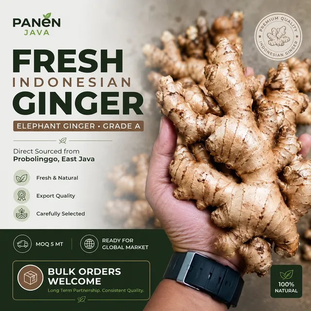 Fresh Elephant Ginger Whole Rhizomes