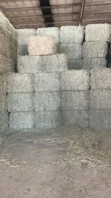 Alfafa Hay Image 1