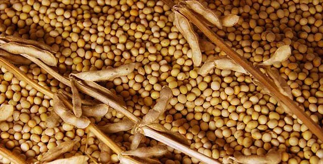 Soya Beans Image 3