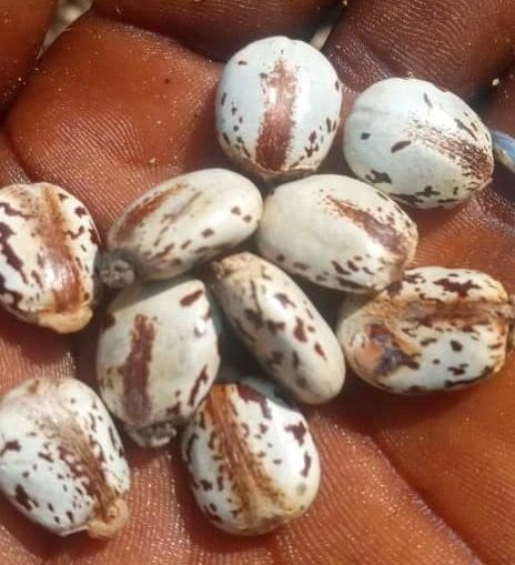 Castor Seeds Product Image