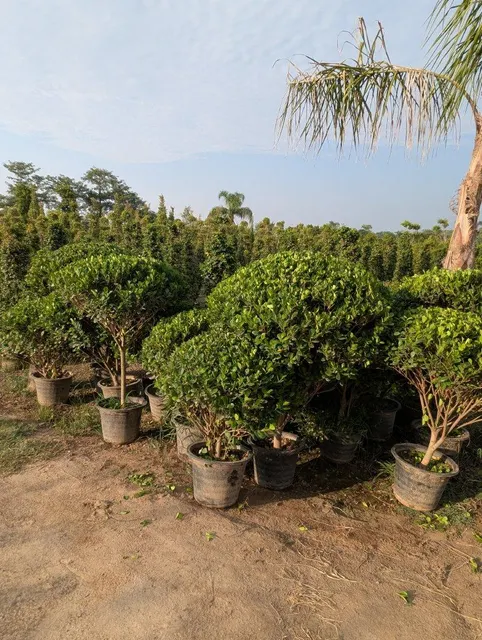 Semi Ficus football shaped plant showcased indoors