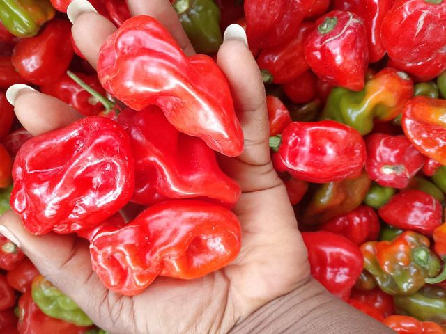 Yellow Bell Pepper
