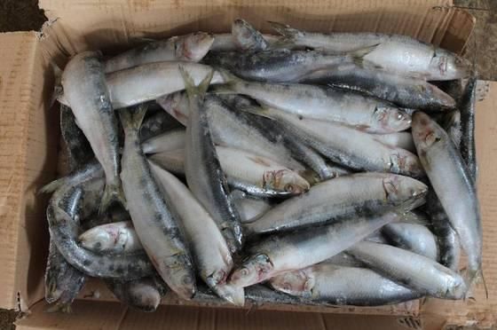 Frozen Sardine 4