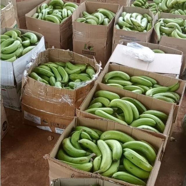 Green Cavendish Banana