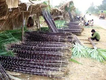 Frozen sugarcane segments displayed highlighting freshness