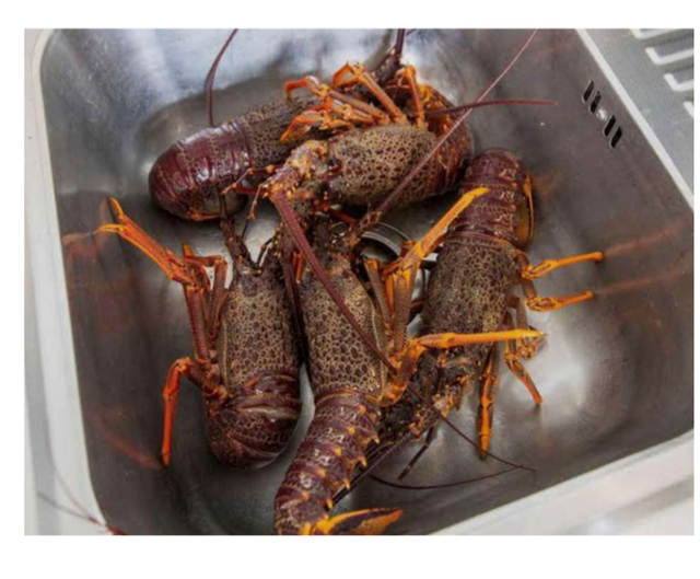 Frozen Red Spiny Lobster 2