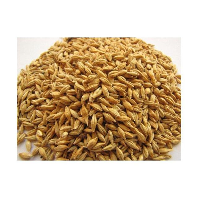 Barley Grain 4