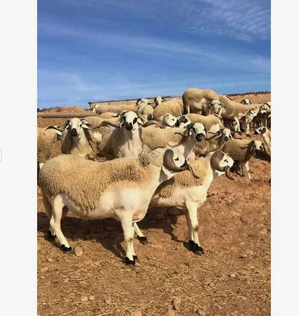 Merino Sheep