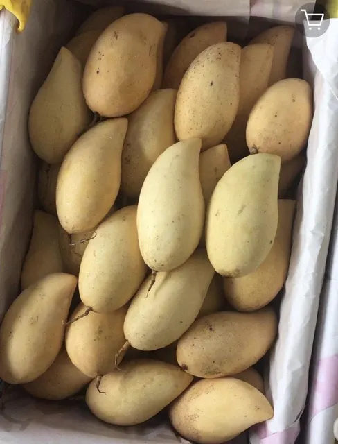 Fresh ripe mangoes in basket