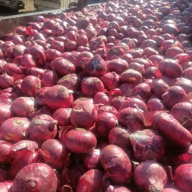 Fresh Onion Image