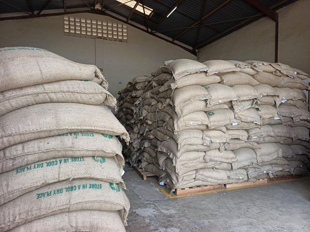 Kenya Arabica Green Coffee Bean